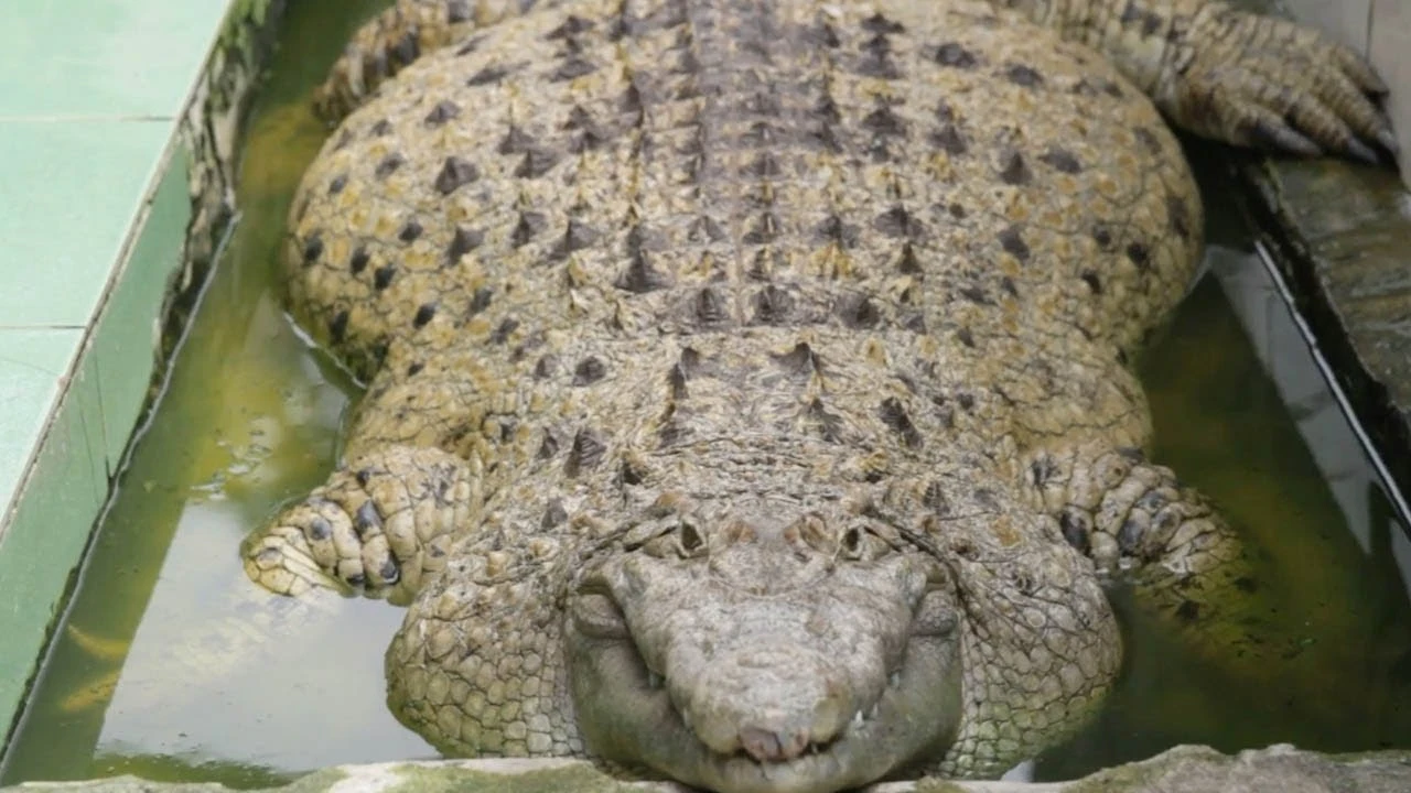 Cocodrilo de 200 kilos
