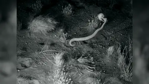 Rata escapa de serpiente Rata escapa de serpiente