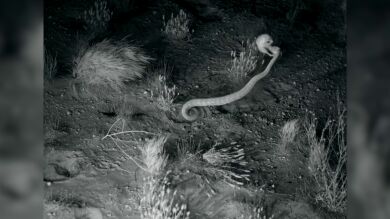 VÍDEO: Una rata ninja escapa del ataque mortal de una serpiente