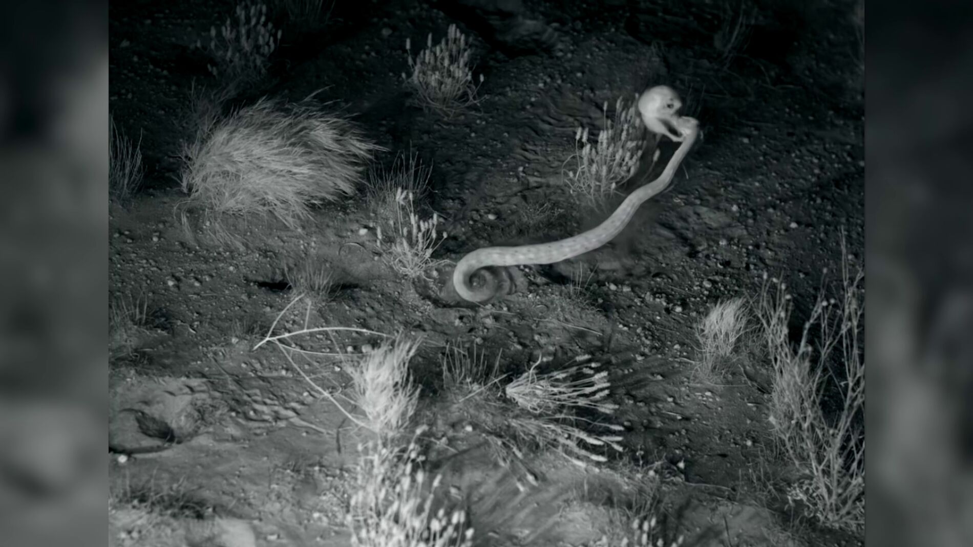 Rata escapa de serpiente