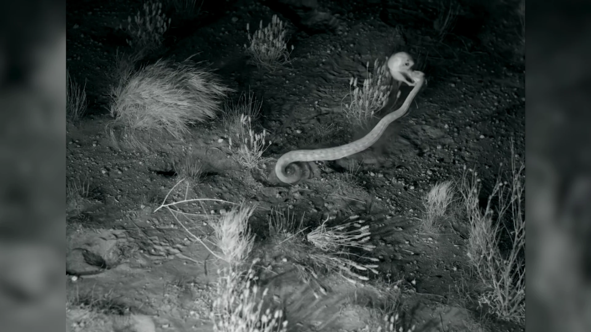 Rata escapa de serpiente
