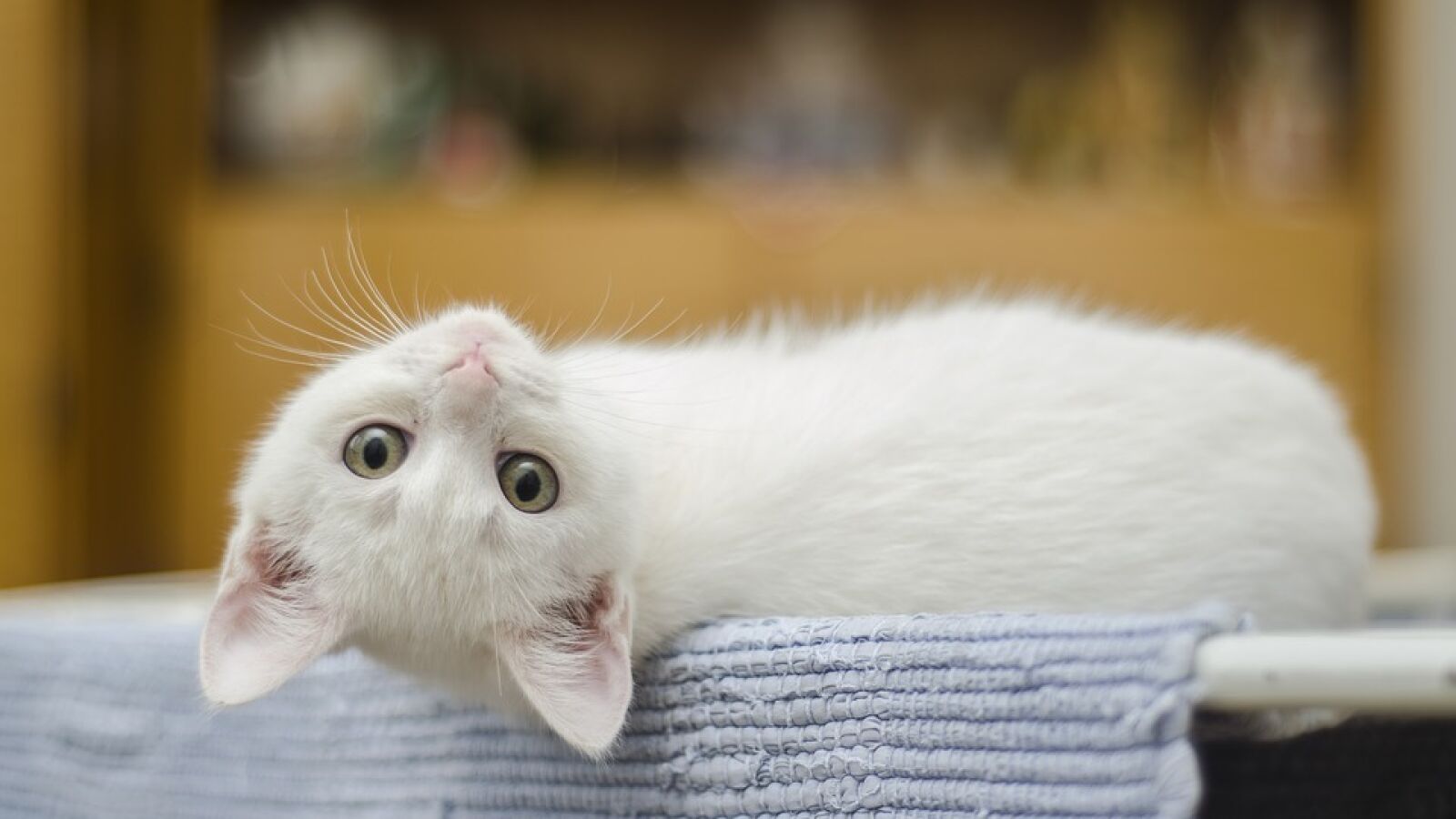 Arriesga su vida para caminando por la cornisa para salvar a su gato 