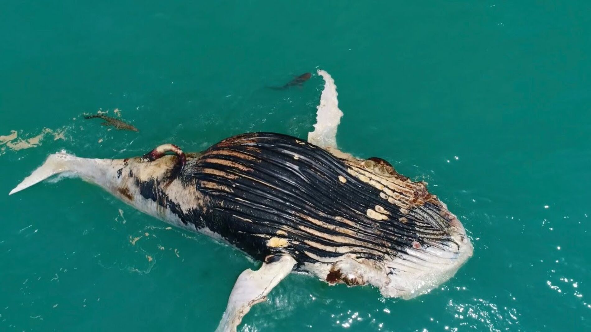 Ballena siendo devorada