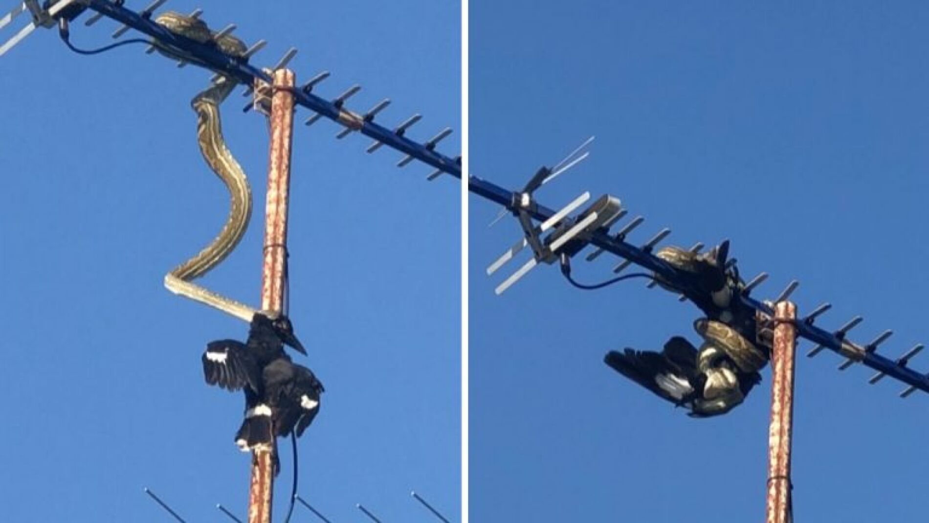 Serpiente pit&oacute;n