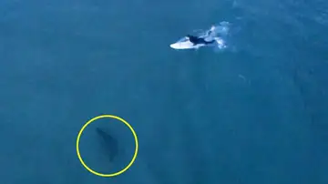 Tiburón persigue a un surfista