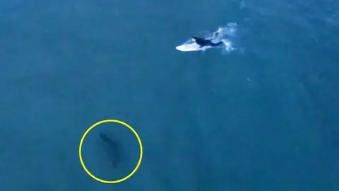 Tiburón persigue a un surfista Tiburón persigue a un surfista