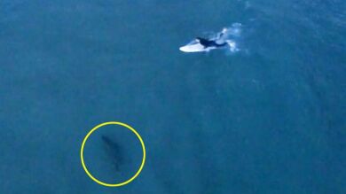 VÍDEO: Un tiburón persigue a un surfista en Australia sin que este se de cuenta