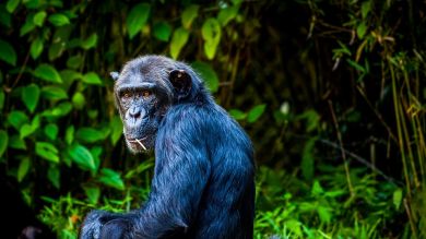 Un chimpancé que sabe usar Instagram como un humano deja a todos boquiabiertos