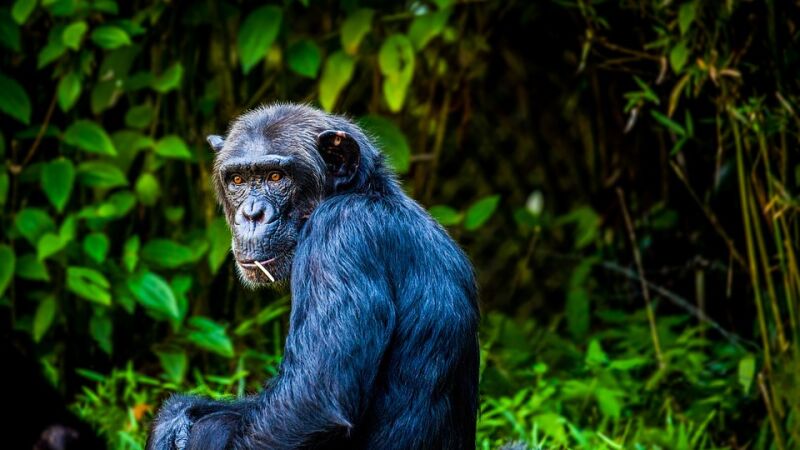 Un chimpancé encuentra una escoba y se pone a limpiar su jaula