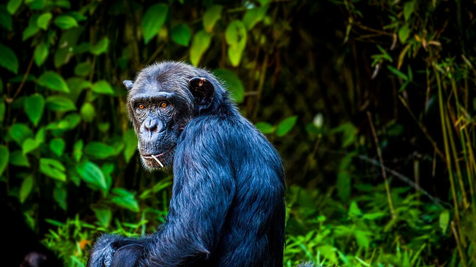 Un chimpancé que sabe usar Instagram como un humano deja a todos boquiabiertos