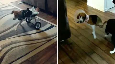 Perro sin piernas adora correr Perro sin piernas adora correr