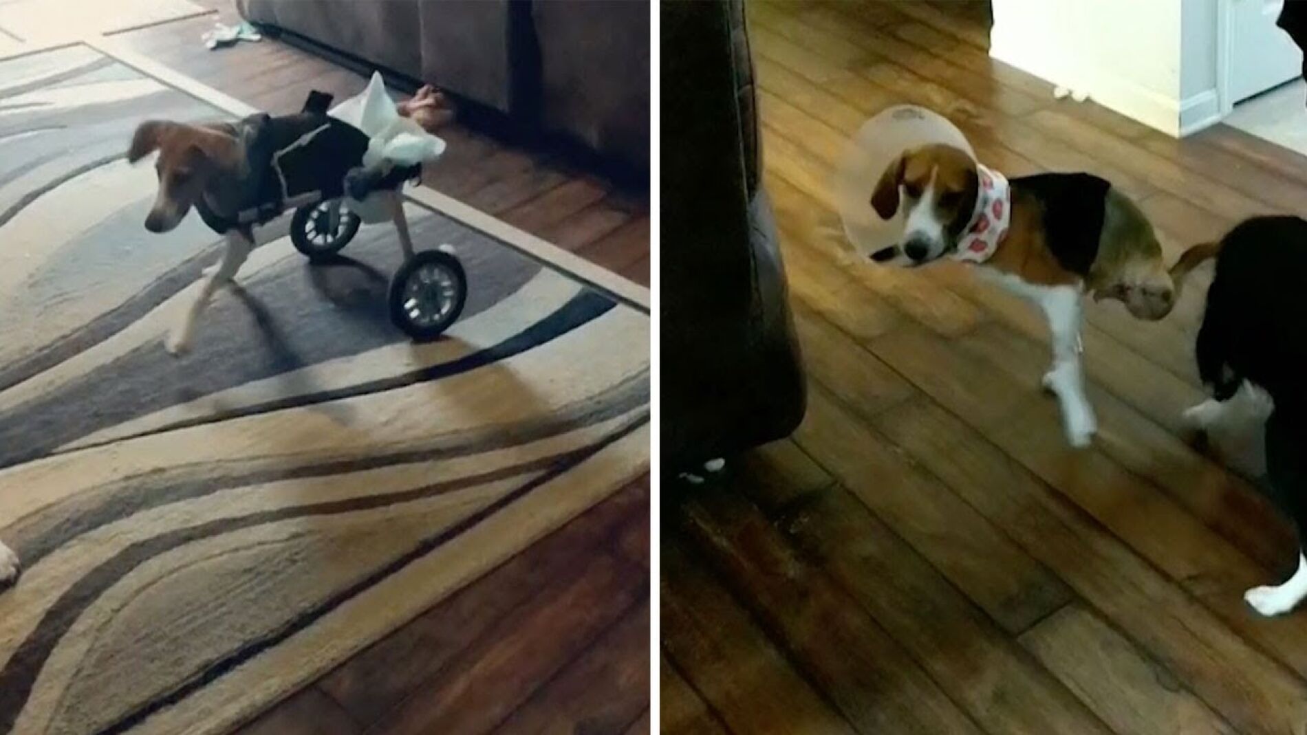 Perro sin piernas adora correr