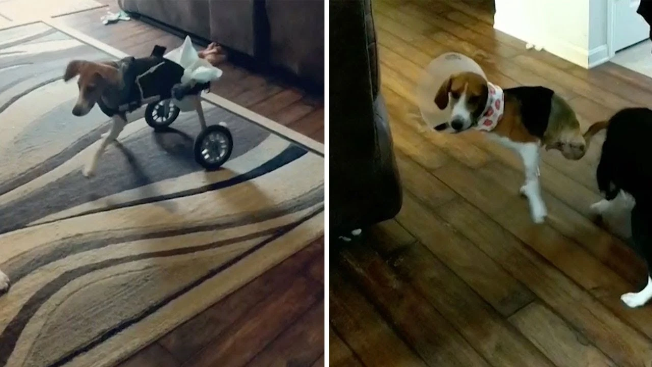Perro sin piernas adora correr
