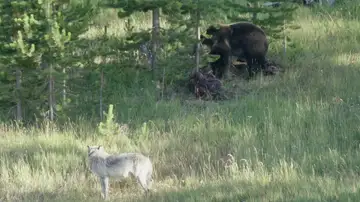 Lobo enfrentándose a un oso