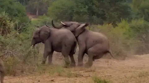 Elefantes teniendo sexo Elefantes teniendo sexo