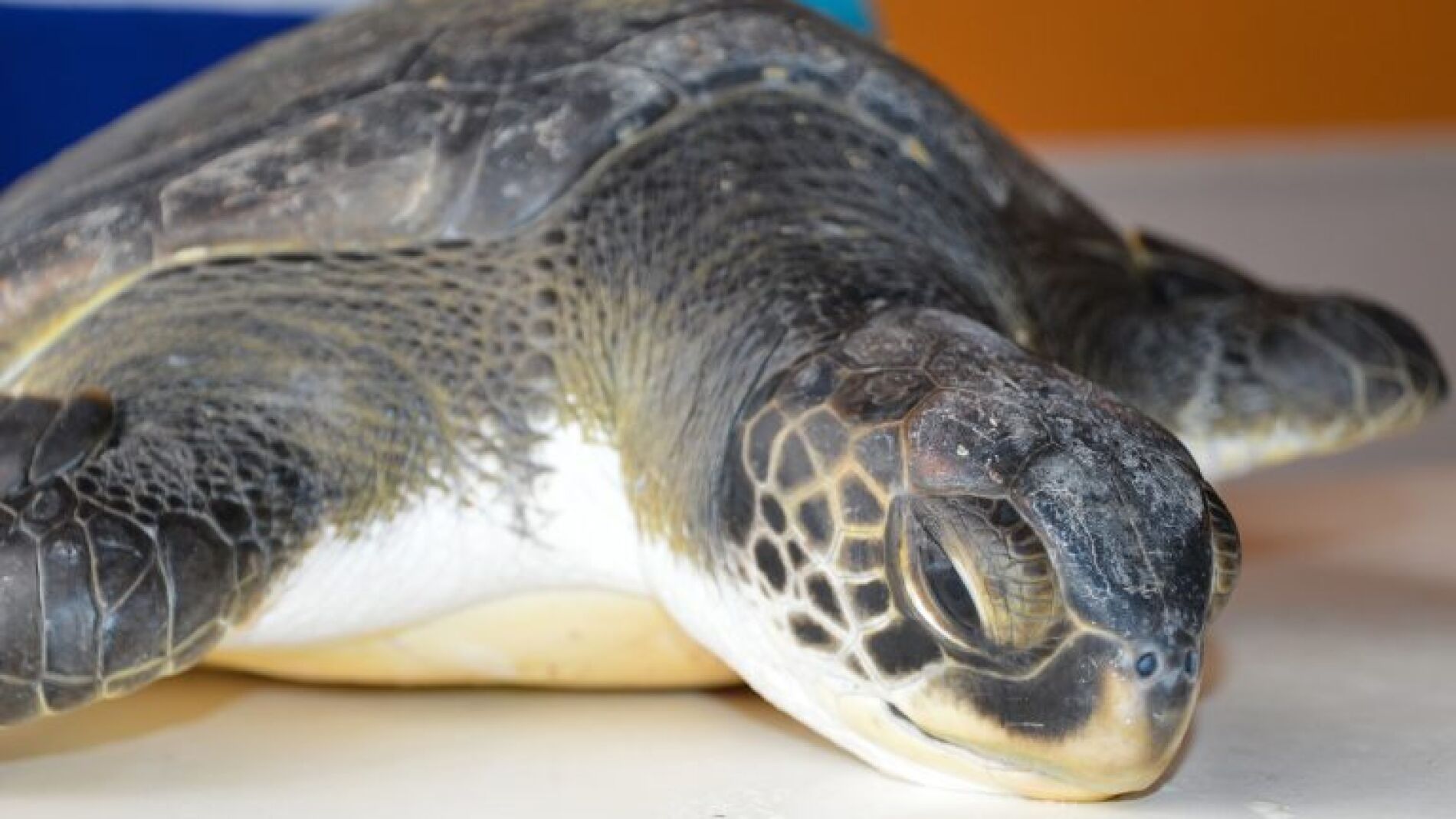 Tortuga