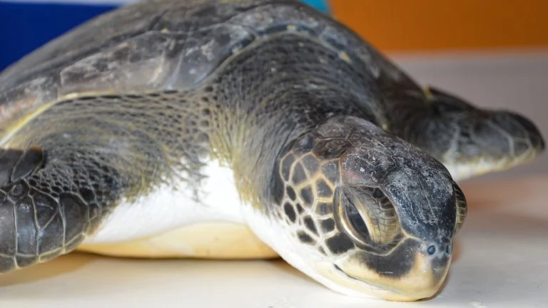 Tortuga Tortuga