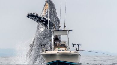 VÍDEO: El impactante momento en que una ballena salta fuera del agua junto a un barco pesquero