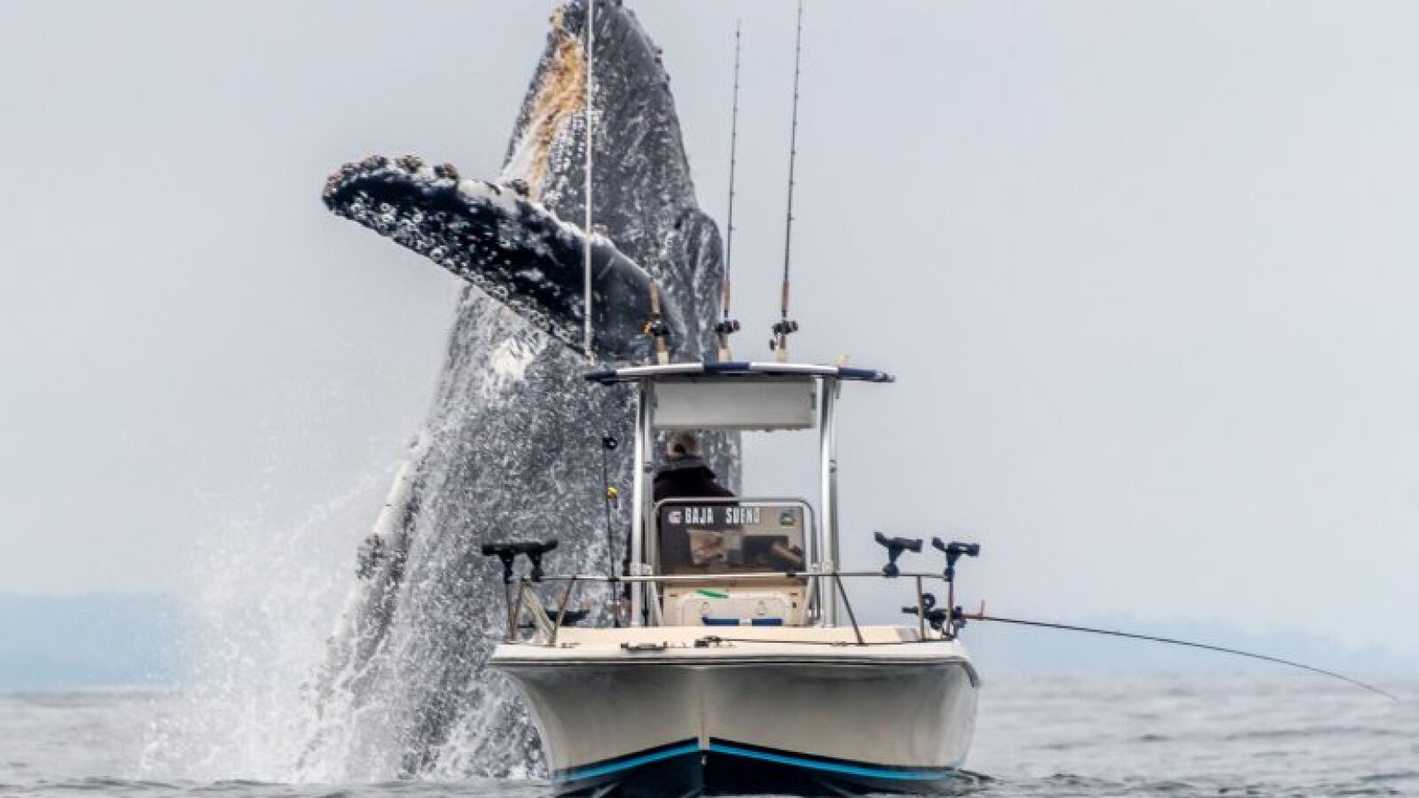 VÍDEO: El impactante momento en que una ballena salta fuera del agua junto a un barco pesquero