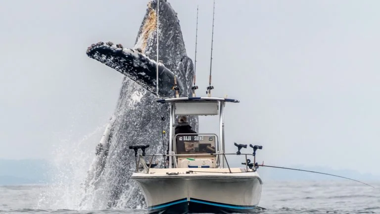 Ballena jorobada