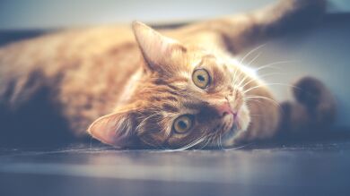 Un gato descubre la 