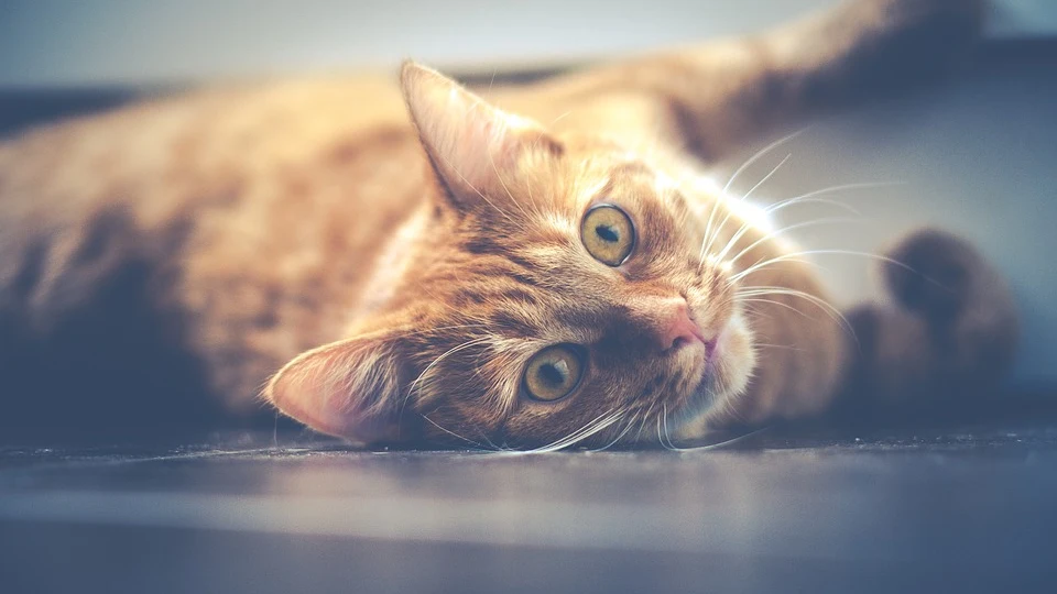 Gato travieso