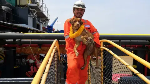 Rescatan a un perro que naufragó Rescatan a un perro que naufragó