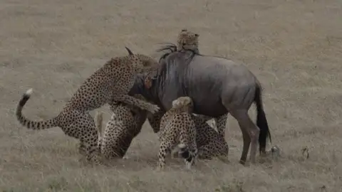 Guepardos cazando un ñu Guepardos cazando un ñu