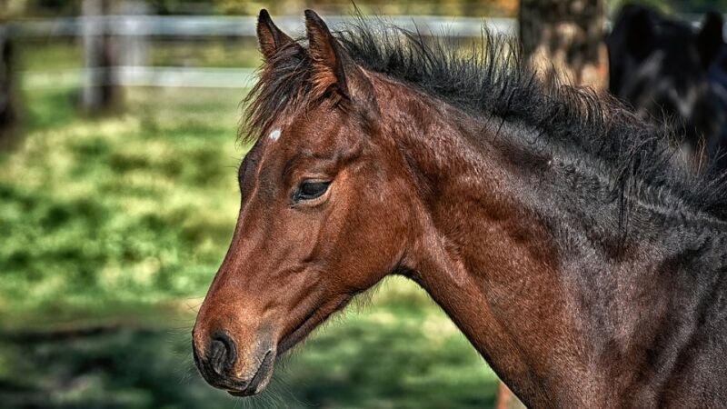 Ponía ruidos de caballos de madrugada a todo volumen para molestar a sus vecinos y ahora pasara tres años y medio en la cárcel