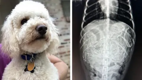 Perro operado Perro operado