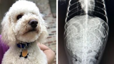VÍDEO: Su perro estaba a punto de morir hasta que le sacaron algo imposible del estómago