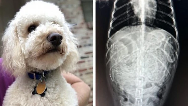 Perro operado