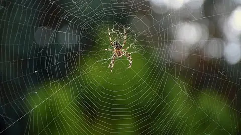 Araña Araña