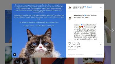 Muere Grumpy Cat, la gata más gruñona del mundo