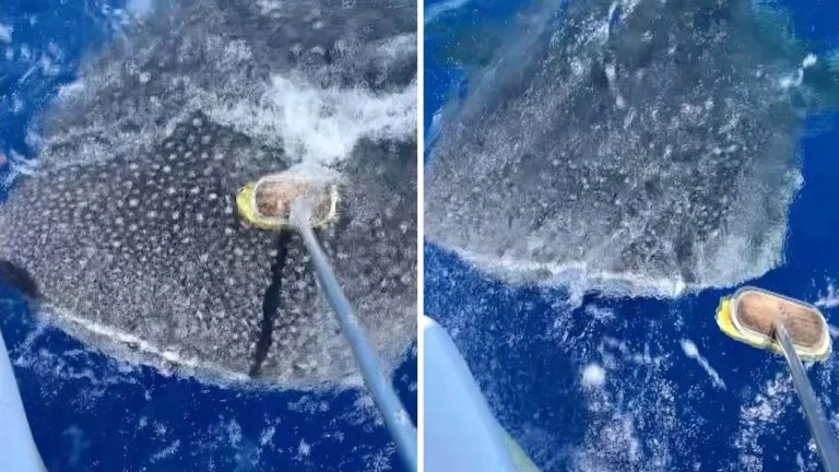 Tiburón ballena Tiburón ballena