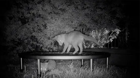 Cachorros de zorro Cachorros de zorro