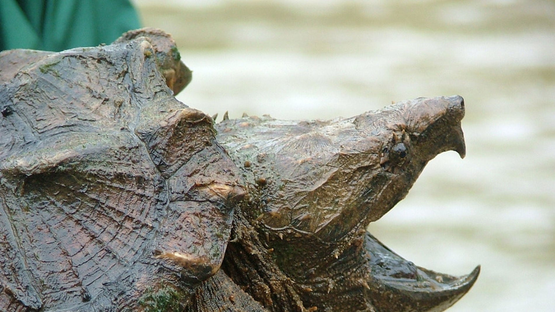 Tortuga caim&aacute;n