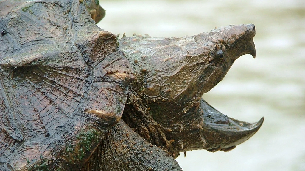 Tortuga caimán