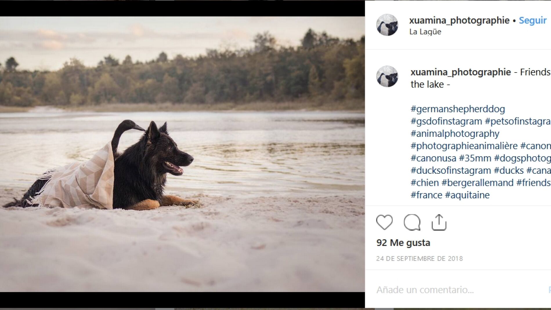 Amistad entre una perra y un pato