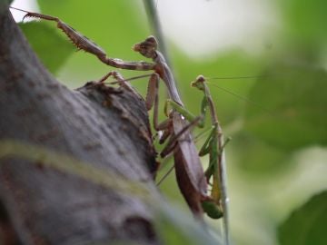 Mantis Religiosa durante el acto sexual