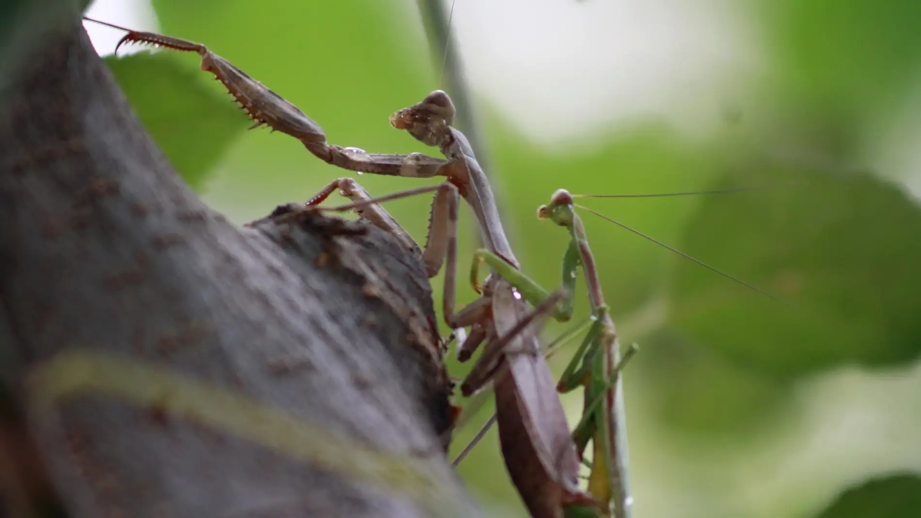 Mantis Religiosa durante el acto sexual