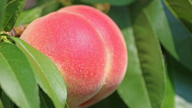 No apto para mal pensados: ¿Qué es lo que ves realmente en estas fotos de fruta?