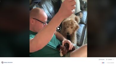 Un preocupado perro mira preocupado como 'operan' a su juguete favorito