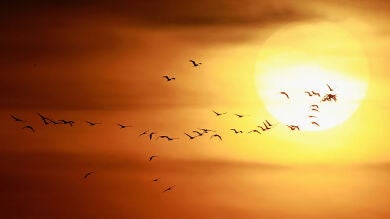 La emoción de observar un pájaro por primera vez