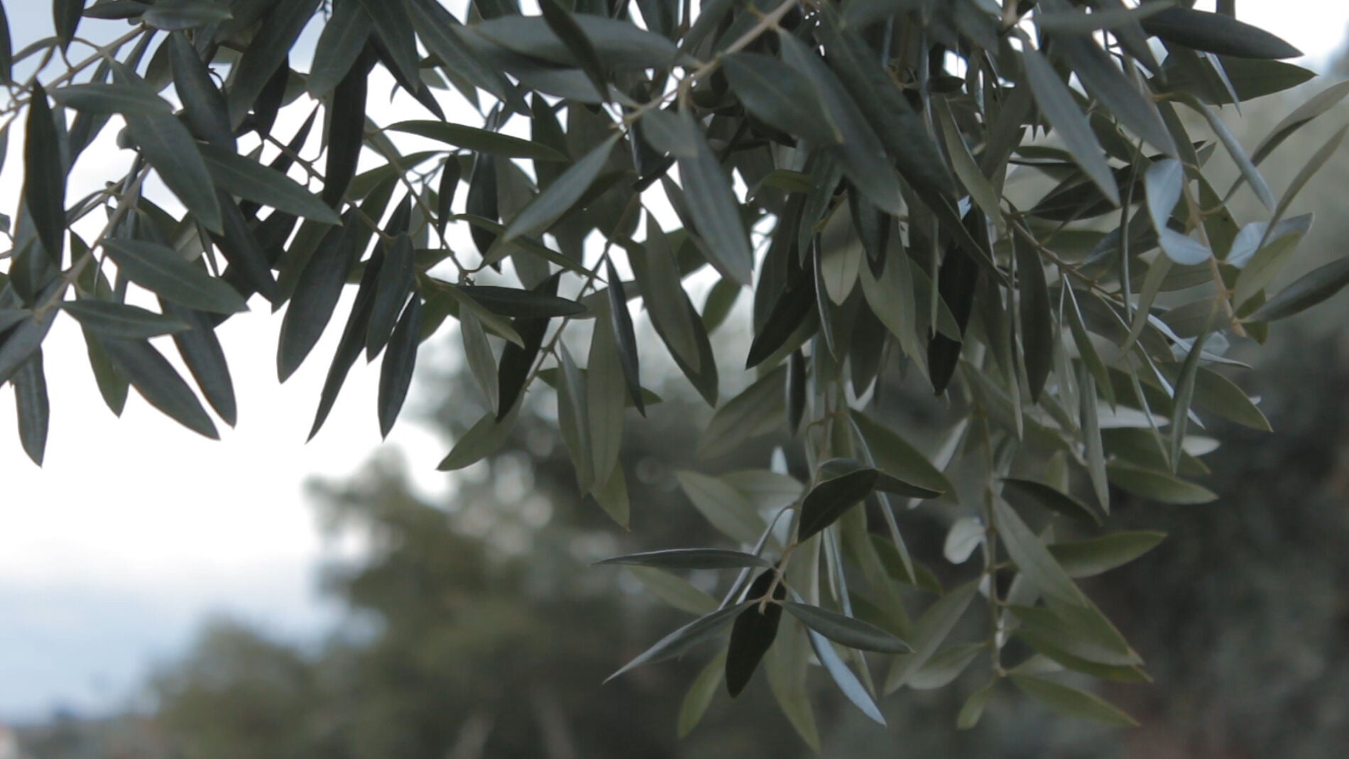 Crean una m&aacute;quina para fabricar aceite de oliva en casa