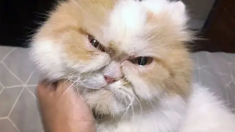 Gato cabreado Gato cabreado