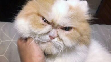 VÍDEO: ¿Es este el nuevo gato más gruñón de América? Este gato persa podría ocupar el trono tras la muerte de Grumpy Cat