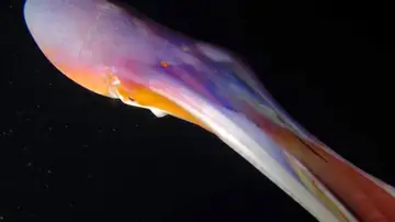 Pulpo manta multicolor
