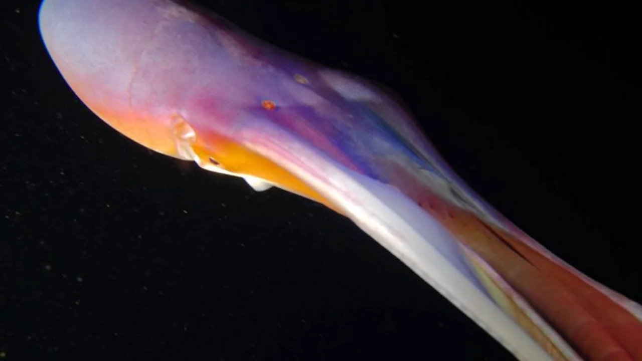 Pulpo arcoiris en acción