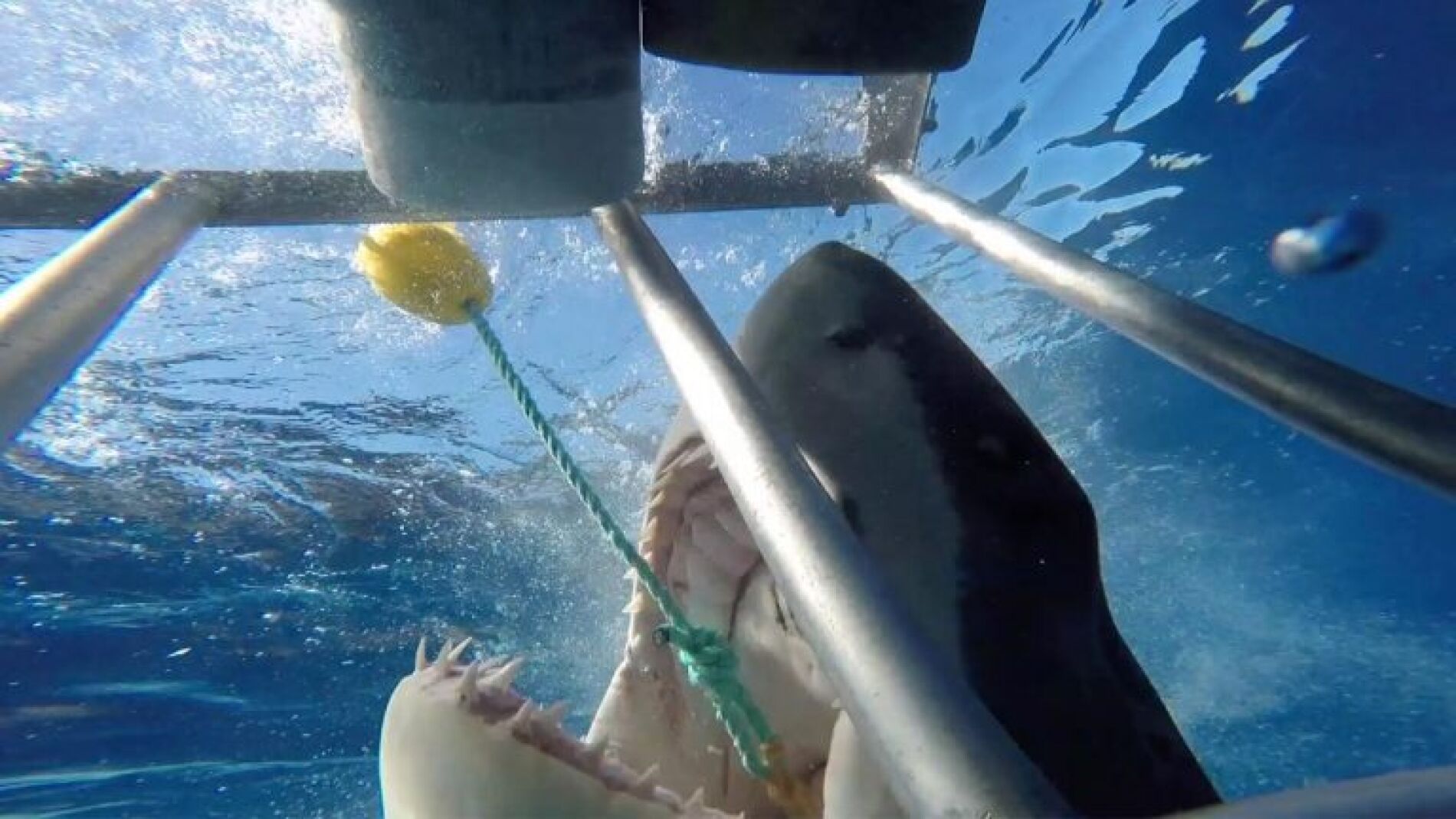 Tibur&oacute;n mordiendo la caja